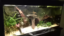 Aquarium Rubens' Westafrika