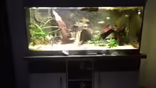 Aquarium Rubens' Westafrika