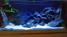 Aquarium Rückkehrer als Malawi