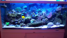 Aquarium Rundbogenglasaquarium
