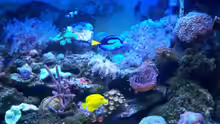 Aquarium Rundbogenglasaquarium