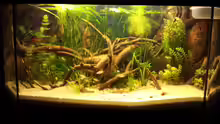 Aquarium Rustikale Eckgestaltung...nur noch Beispiel