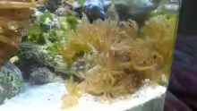 Aquarium Salzwasser Würfel