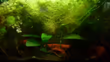 Aquarium Scarlet`s Home (aufgelöst)