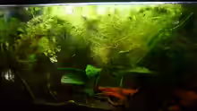 Aquarium Scarlet`s Home (aufgelöst)