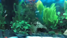Aquarium Schnelle Übernahme