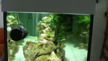 Aquarium Schwichtis Mbuna Tank