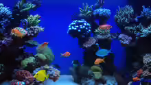 Aquarium Schwings Reef