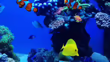 Aquarium Schwings Reef