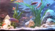 Aquarium Silvan`s Malawi-Badewanne