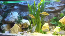 Aquarium Silvan`s Malawi-Badewanne