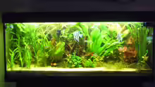 Aquarium Skalarbecken