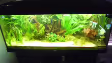 Aquarium Skalarbecken