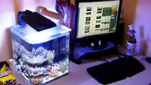 Aquarium Small Blue reef
