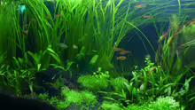 Aquarium Sommertraum (nicht mehr in Betrieb)