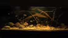 Aquarium Sopa De Pescado