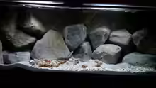 Aquarium Stones and Shells