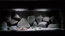 Aquarium Stones and Shells