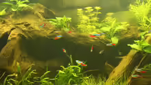 Aquarium Südamerika