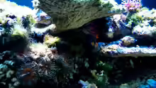 Aquarium Sunshine Coast