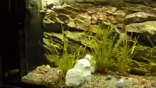 Aquarium Tanganjika 240 l
