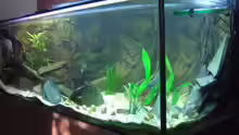 Aquarium Tanganjika (aufgelöst)