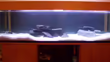 Aquarium Tanganjika Becken
