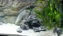 Aquarium Tanganjika Cichlid Family