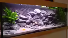 Aquarium Tanganjika-Gesellschaft