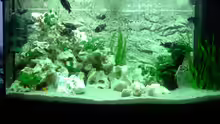 Aquarium Tanganjika Gesellschaft