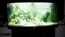 Aquarium Tanganjika Gesellschaft