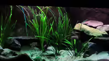 Aquarium Tanganjika