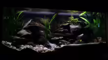 Aquarium Tanganjika