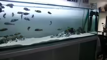 Aquarium Tanganyika-Lakeside