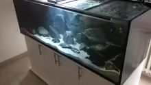 Aquarium Tank 2 NonMbuna