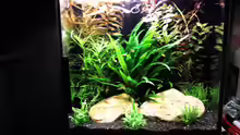 Aquarium Tetra AquaArt30