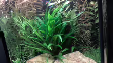 Aquarium Tetra AquaArt30