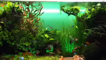 Aquarium The green Dream