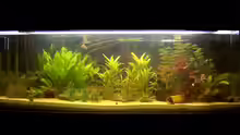 Aquarium tomekks 300er