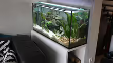 Aquarium Tomganjika