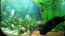 Aquarium Trigon 350