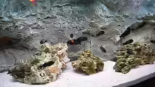 Aquarium Tropheusbecken