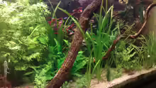 Aquarium Tümpel