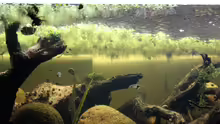 Aquarium Two forests