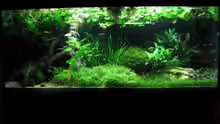 Aquarium urwald