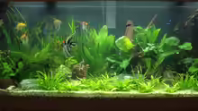 Aquarium Vision 450