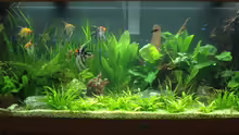 Aquarium Vision 450