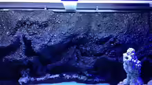 Aquarium Vulcano Reef