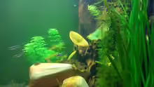 Aquarium westafrika (nur noch als Beispiel)