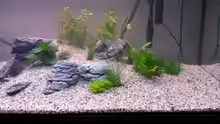 Aquarium wild stones and plants